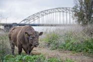 Laag water Nijmegen okt 2018