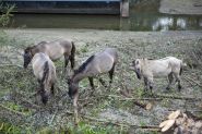 Laag water Nijmegen okt 2018