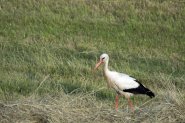 Onderweg naar de Bizonbaai