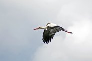 Onderweg naar de Bizonbaai