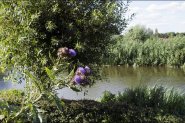 De Linge van Doornenburg naar Elst