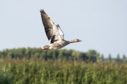 De Linge van Doornenburg naar Elst