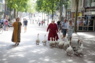 Gebroeders van Limburg Festival 2017