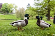 Kronenburgerpark | Foto © Henk Beenen