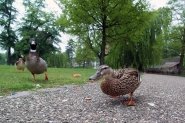 Kronenburgerpark | Foto © Henk Beenen
