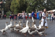 Gebroeders van Limburg Festival 2015