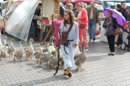 Gebroeders van Limburg Festival 2015