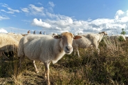 Mookerheide | foto © Henk Beenen