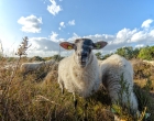 Mookerheide | foto © Henk Beenen