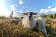 Mookerheide | foto © Henk Beenen
