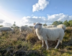 Mookerheide | foto © Henk Beenen