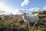 Mookerheide | foto © Henk Beenen