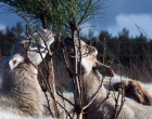 Mookerheide | foto © Henk Beenen