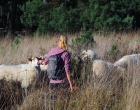 Mookerheide | foto © Henk Beenen