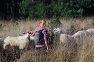 Mookerheide | foto © Henk Beenen