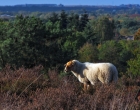 Mookerheide | foto © Henk Beenen