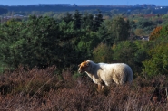 Mookerheide | foto © Henk Beenen