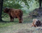 Mookerheide | foto © Henk Beenen