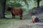 Mookerheide | foto © Henk Beenen