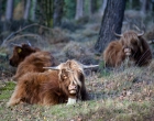 Mookerheide | foto © Henk Beenen