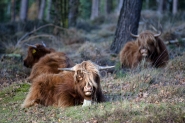 Mookerheide | foto © Henk Beenen