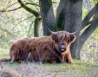 Mookerheide | foto © Henk Beenen