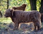 Mookerheide | foto © Henk Beenen