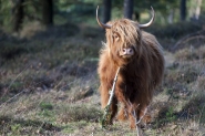 Mookerheide | foto © Henk Beenen