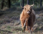 Mookerheide | foto © Henk Beenen