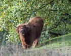 Mookerheide | foto © Henk Beenen