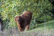 Mookerheide | foto © Henk Beenen