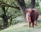 Mookerheide | foto © Henk Beenen