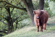 Mookerheide | foto © Henk Beenen