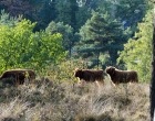 Mookerheide | foto © Henk Beenen