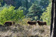 Mookerheide | foto © Henk Beenen
