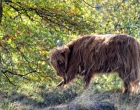 Mookerheide | foto © Henk Beenen