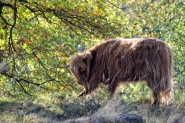 Mookerheide | foto © Henk Beenen