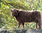 Mookerheide | foto © Henk Beenen