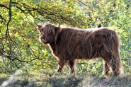 Mookerheide | foto © Henk Beenen