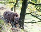 Mookerheide | foto © Henk Beenen