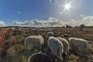 Mookerheide | foto © Henk Beenen