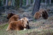 Mookerheide | foto © Henk Beenen