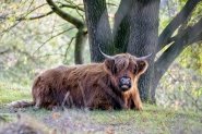 Mookerheide | foto © Henk Beenen