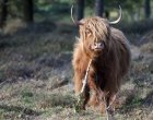 Mookerheide | foto © Henk Beenen