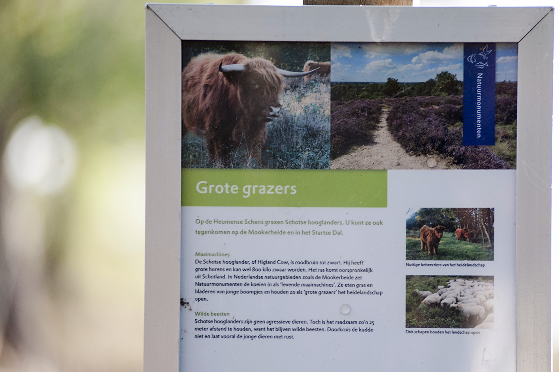 Mookerheide | foto © Henk Beenen