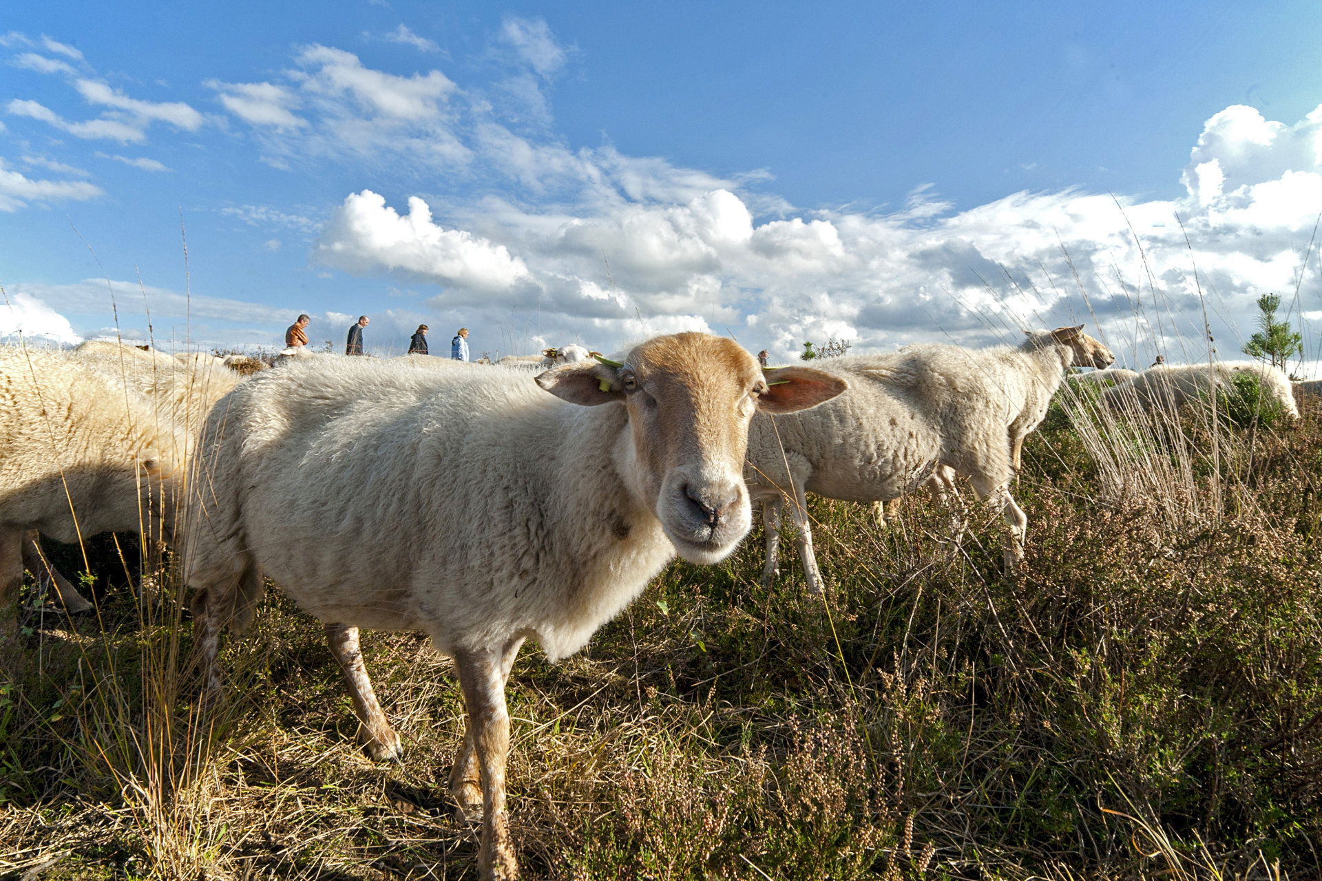 Mookerheide | foto © Henk Beenen