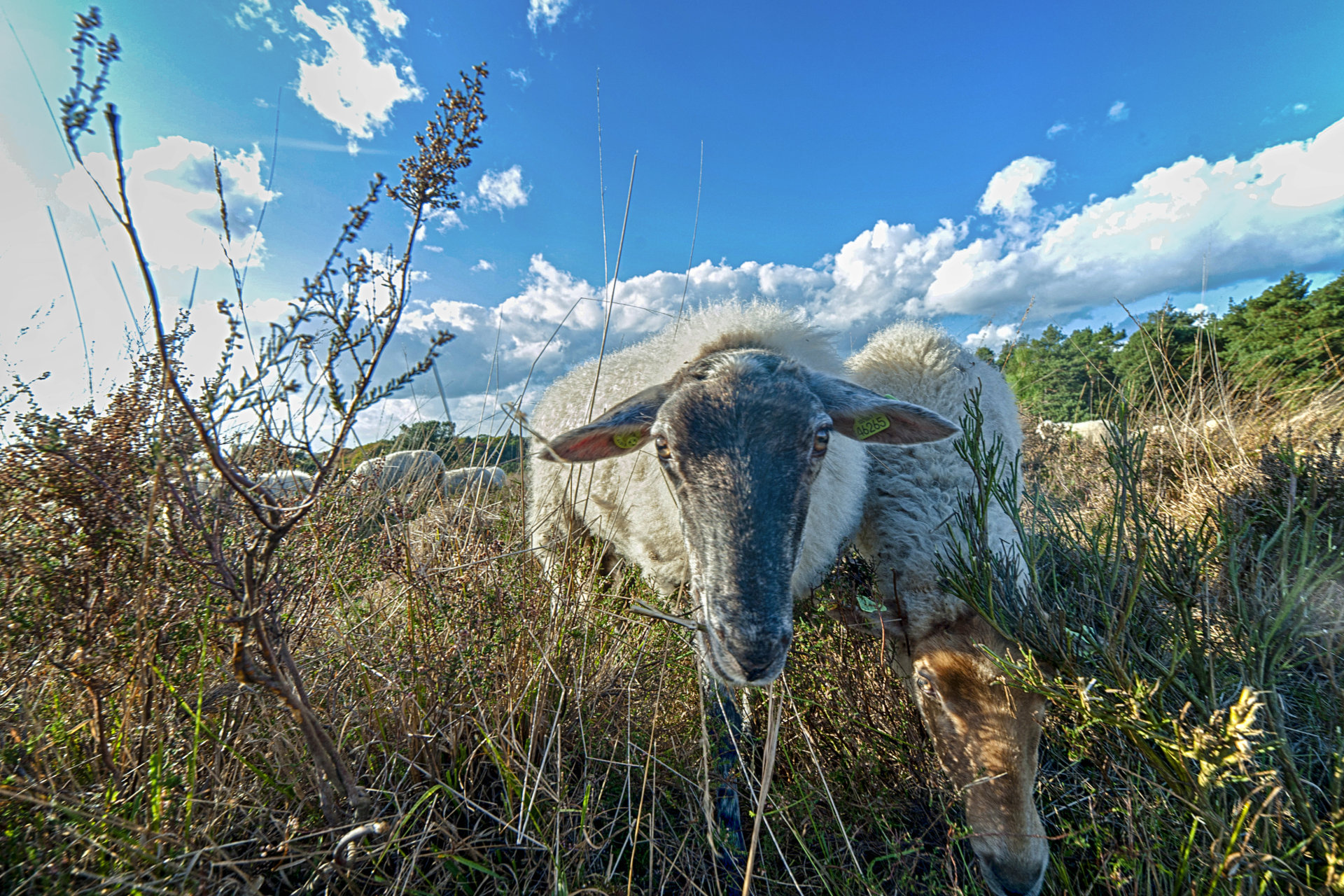 Mookerheide | foto © Henk Beenen