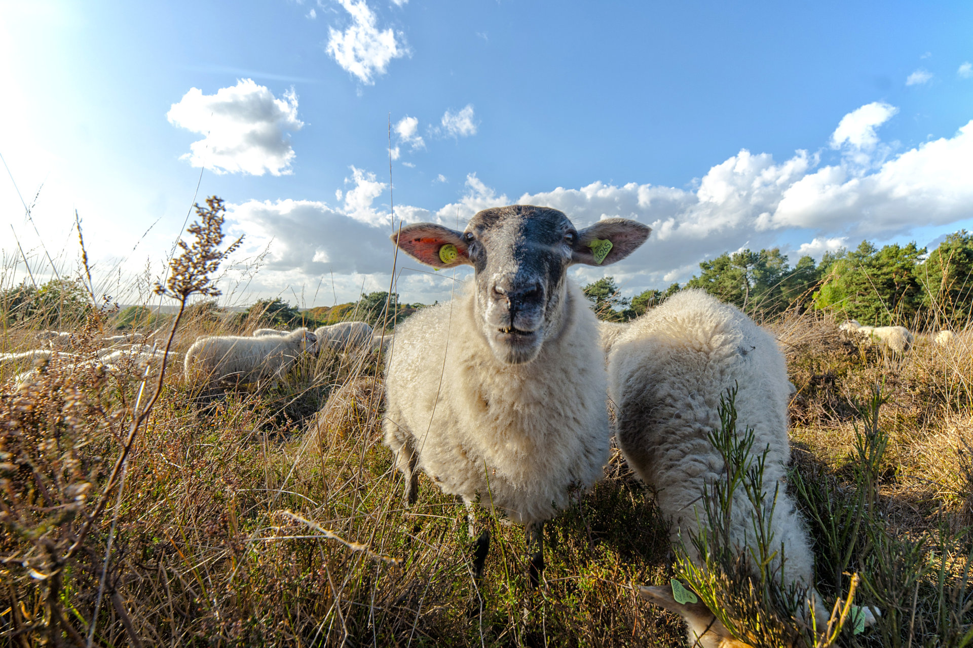 Mookerheide | foto © Henk Beenen
