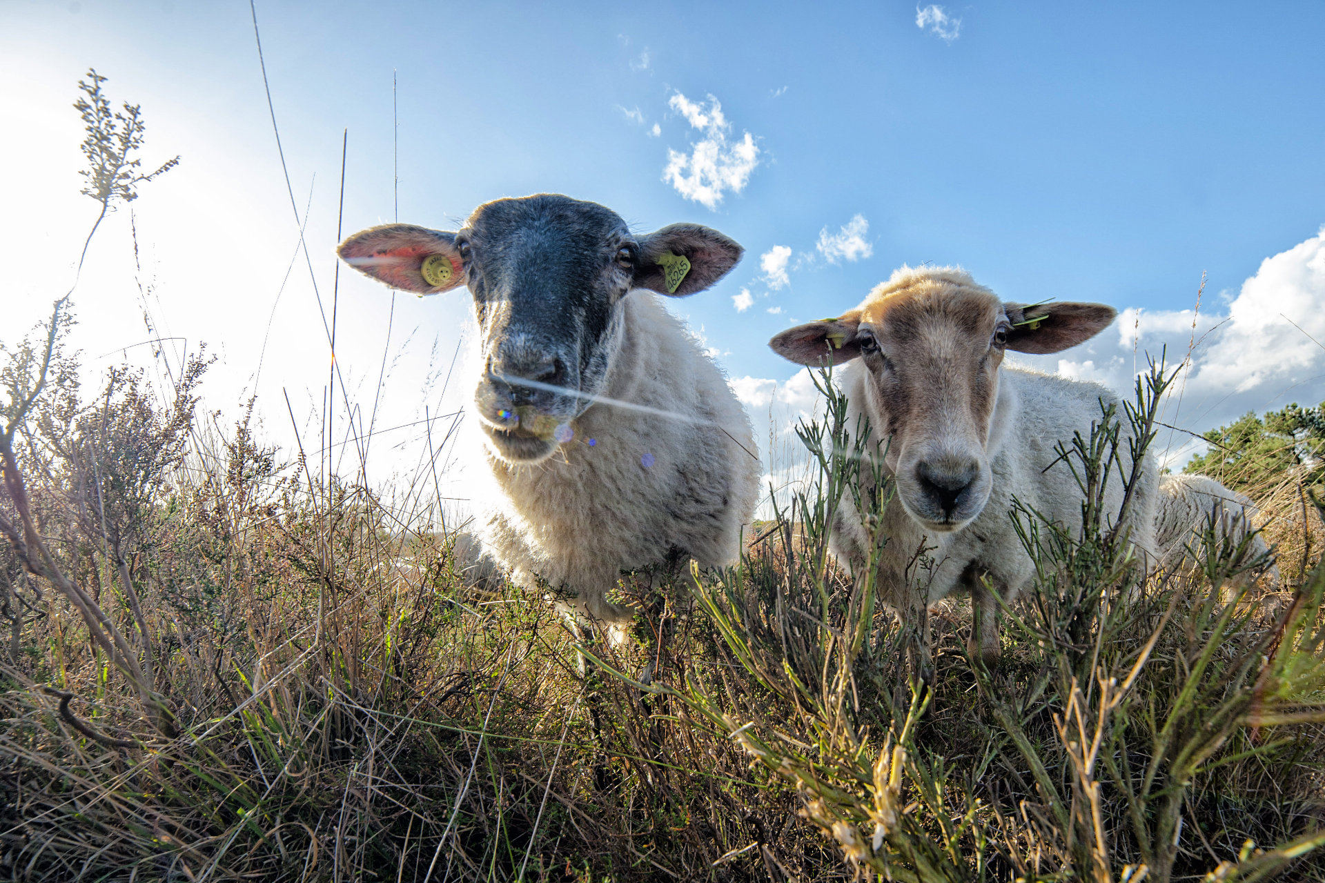 Mookerheide | foto © Henk Beenen