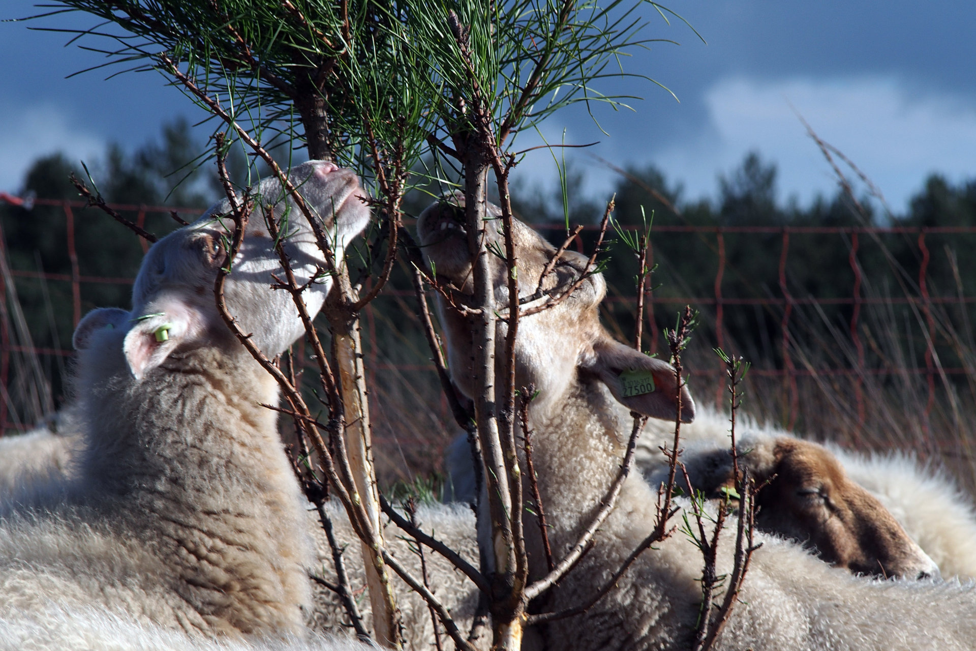 Mookerheide | foto © Henk Beenen